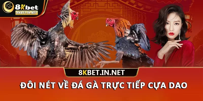 Đôi nét về đá gà trực tiếp cựa dao